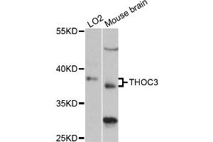 Image no. 1 for anti-THO Complex 3 (THOC3) antibody (ABIN6290993)