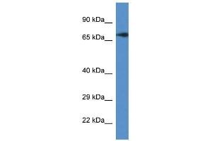 Image no. 1 for anti-GUF1 GTPase Homolog (GUF1) (C-Term) antibody (ABIN928972)