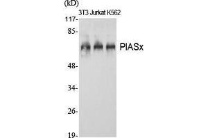 Image no. 2 for anti-Protein Inhibitor of Activated STAT, 2 (PIAS2) (N-Term) antibody (ABIN3186438)
