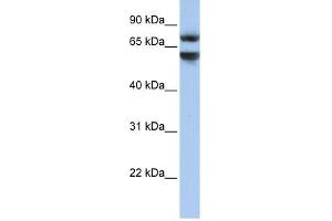 Image no. 1 for anti-Junctophilin 3 (JPH3) (N-Term) antibody (ABIN635279)