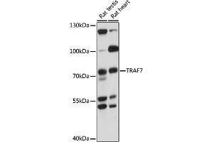 TRAF7 抗体  (AA 260-400)