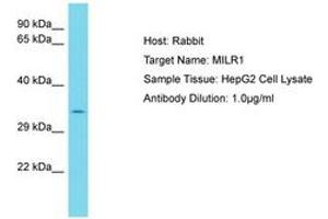 Image no. 1 for anti-Mast Cell Immunoglobulin-Like Receptor 1 (MILR1) (AA 253-302) antibody (ABIN6750787)