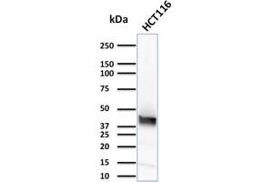 Image no. 9 for anti-Keratin 15 (KRT15) antibody (ABIN6939913)