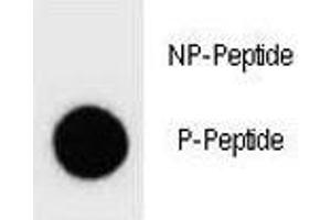 Image no. 1 for anti-Phosphatase and Tensin Homolog (PTEN) (pTyr68) antibody (ABIN3032213)