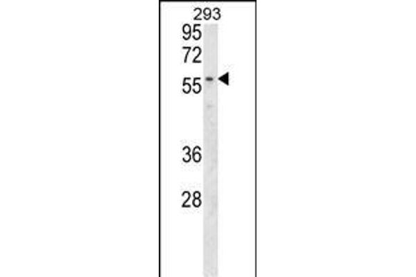 MBOAT2 抗体  (AA 198-227)