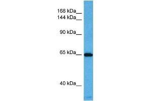 Image no. 1 for anti-Potassium Voltage-Gated Channel, KQT-Like Subfamily, Member 2 (KCNQ2) (N-Term) antibody (ABIN2776303)
