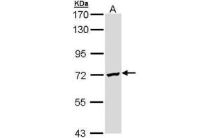Image no. 2 for anti-Deleted in Azoospermia 2 (DAZ2) (Center) antibody (ABIN2856724)