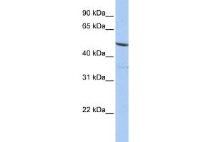 Image no. 1 for anti-Interferon Related Developmental Regulator 1 (IFRD1) (N-Term) antibody (ABIN2785784)