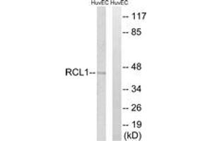 Image no. 1 for anti-RNA Terminal Phosphate Cyclase-Like 1 (RCL1) (AA 324-373) antibody (ABIN1535314)