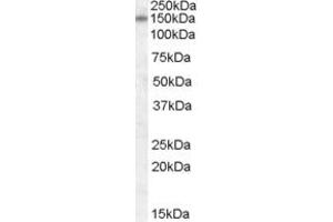 Image no. 1 for anti-Deoxyribose-Phosphate Aldolase (DERA) (N-Term) antibody (ABIN2789516)