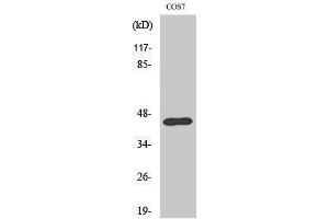 Image no. 1 for anti-Ephrin B1 (EFNB1) (Ser312) antibody (ABIN3184517)