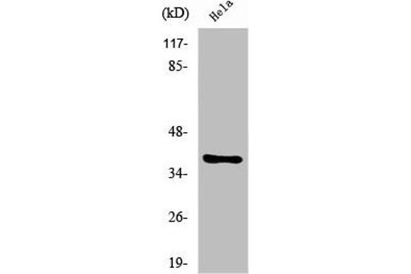 NK2 Homeobox 4 抗体  (N-Term)