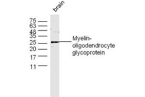 Image no. 1 for anti-Myelin Oligodendrocyte Glycoprotein (MOG) (AA 35-55) antibody (ABIN668481)
