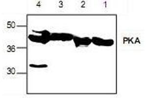 Image no. 1 for anti-Protein Kinase A (PKA) (Catalytic Subunit), (Isoform alpha) antibody (ABIN222937)
