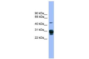 Image no. 1 for anti-Proteasome (Prosome, Macropain) 26S Subunit, Non-ATPase, 9 (PSMD9) (Middle Region) antibody (ABIN2788031)