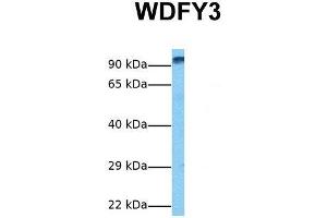 Image no. 2 for anti-WD Repeat and FYVE Domain Containing 3 (WDFY3) (C-Term) antibody (ABIN2784358)