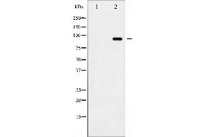 Image no. 3 for anti-ADAM Metallopeptidase Domain 17 (ADAM17) (pThr735) antibody (ABIN6255732)