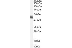 Image no. 1 for anti-Neuropeptide Y Receptor Y2 (NPY2R) (Internal Region) antibody (ABIN190857)
