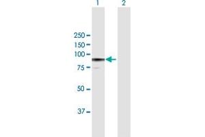 Western Blot analysis of F13A1 expression in transfected 293T cell line by F13A1 MaxPab polyclonal antibody.