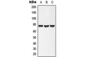 Image no. 1 for anti-Acyl-CoA Synthetase Long-Chain Family Member 6 (ACSL6) (Center) antibody (ABIN2705395)
