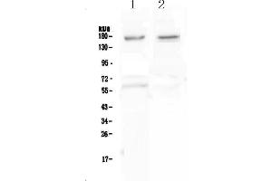 Image no. 1 for anti-Neurexin 1 (NRXN1) (AA 141-294) antibody (ABIN5693015)