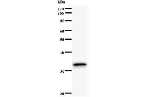 Image no. 1 for anti-PAP Associated Domain Containing 7 (PAPD7) antibody (ABIN931070)