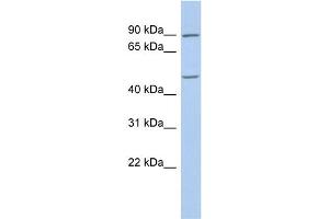 Image no. 1 for anti-Pleiomorphic Adenoma Gene 1 (PLAG1) (C-Term) antibody (ABIN2780444)