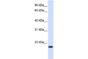 NKAIN1 antibody  (Middle Region)