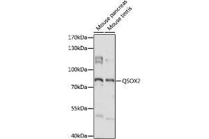 QSOX2 Antikörper  (AA 370-650)