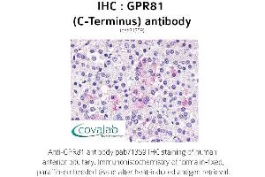 Image no. 1 for anti-G Protein-Coupled Receptor 81 (GPR81) (C-Term) antibody (ABIN1735170)