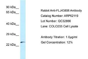 Image no. 1 for anti-Kazrin (KAZ) (N-Term) antibody (ABIN2781340)