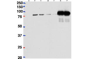 Image no. 1 for anti-Cleavage Stimulation Factor, 3' Pre-RNA, Subunit 2, 64kDa (CSTF2) (Internal Region) antibody (ABIN1686783)