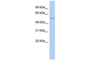 B3GALNT2 anticorps  (AA 395-444)