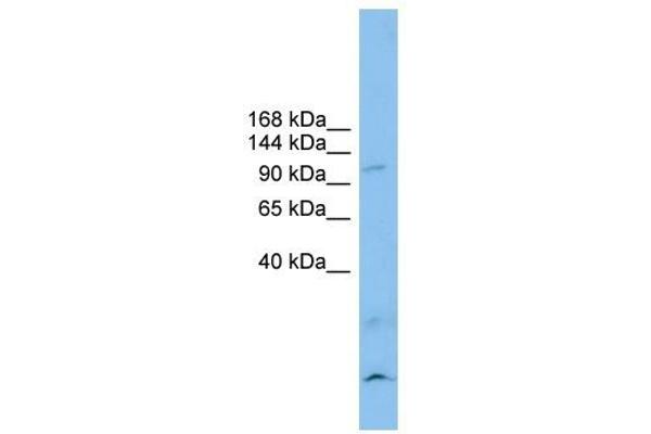 Calsyntenin 3 antibody  (N-Term)