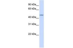 Image no. 1 for anti-Carbohydrate (N-Acetylglucosamine 6-O) Sulfotransferase 6 (CHST6) (C-Term) antibody (ABIN6741049)