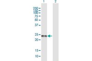 C19orf50 antibody  (AA 1-176)