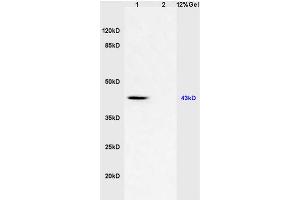 Image no. 3 for anti-CD46 (CD46) (AA 251-355) antibody (ABIN687832)