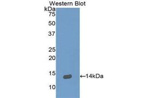 Image no. 1 for anti-Neuregulin 2 (NRG2) (AA 101-211) antibody (ABIN1175592)