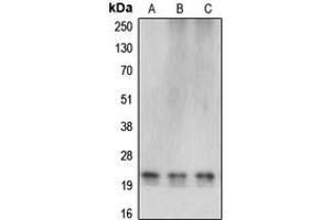 Image no. 1 for anti-Cerebellin 4 Precursor (CBLN4) (C-Term) antibody (ABIN2704635)