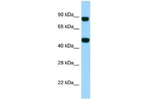 Image no. 1 for anti-KDEL (Lys-Asp-Glu-Leu) Containing 2 (KDELC2) (Middle Region) antibody (ABIN2790641)