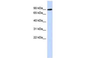 Image no. 1 for anti-phosphoglucomutase 2-Like 1 (PGM2L1) (AA 179-228) antibody (ABIN6743854)