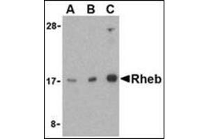 Image no. 2 for anti-Ras Homolog Enriched in Brain (RHEB) (Center) antibody (ABIN500597)