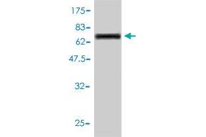 Image no. 2 for anti-Cathepsin D (CTSD) (AA 26-412) antibody (ABIN560534)