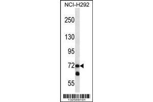 Image no. 1 for anti-Lysyl Oxidase-Like 3 (LOXL3) (AA 715-744), (C-Term) antibody (ABIN656764)