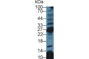 Image no. 2 for anti-CD8b Molecule (CD8B) (AA 22-170) antibody (ABIN1858318)