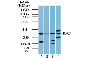 Image no. 2 for anti-Msh Homeobox 1 (MSX1) (AA 50-100) antibody (ABIN207744)