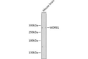 WDR81 antibody  (AA 360-600)