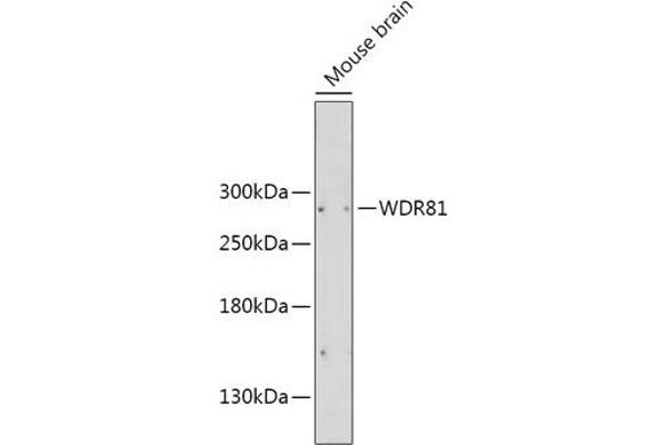 WDR81 antibody  (AA 360-600)