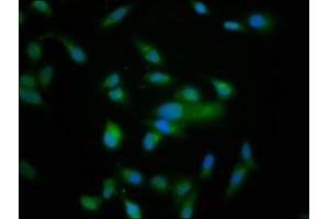 NRD1 antibody  (AA 32-113)