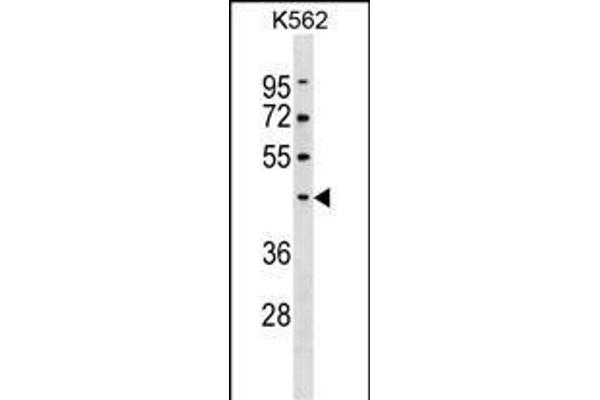 Pellino 1 抗体  (AA 177-204)